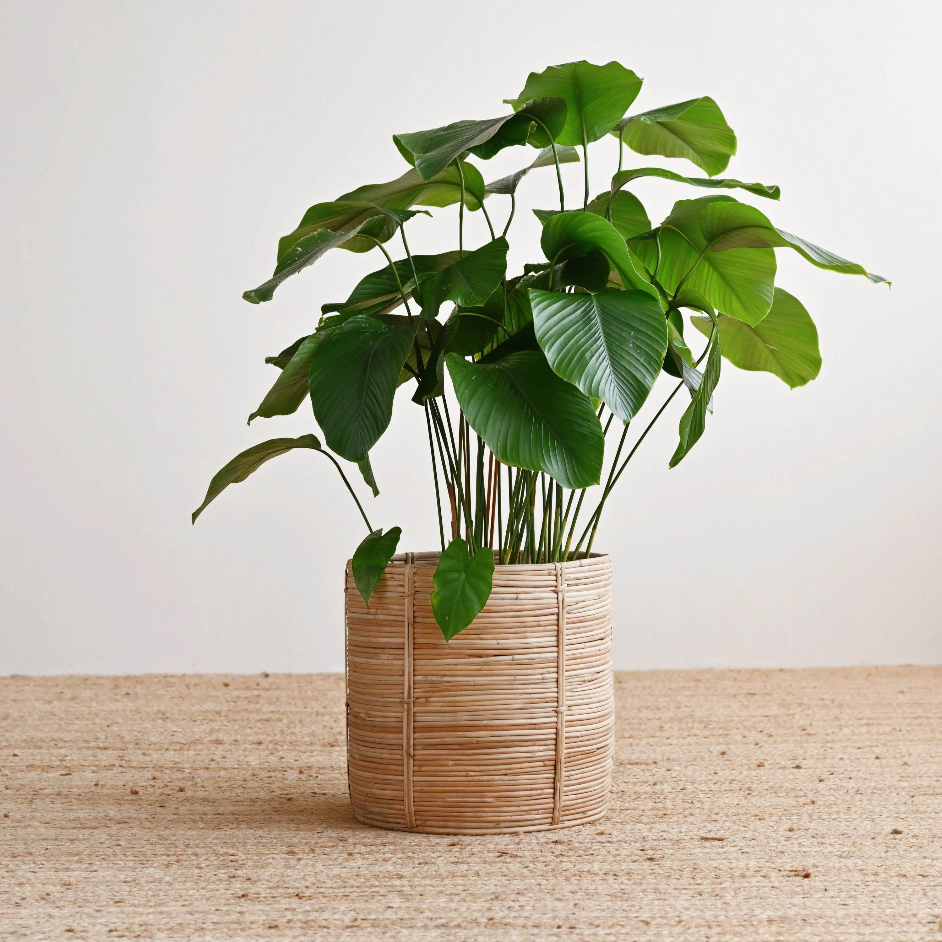 Bengal Rattan Cylinder Basket - Image 4