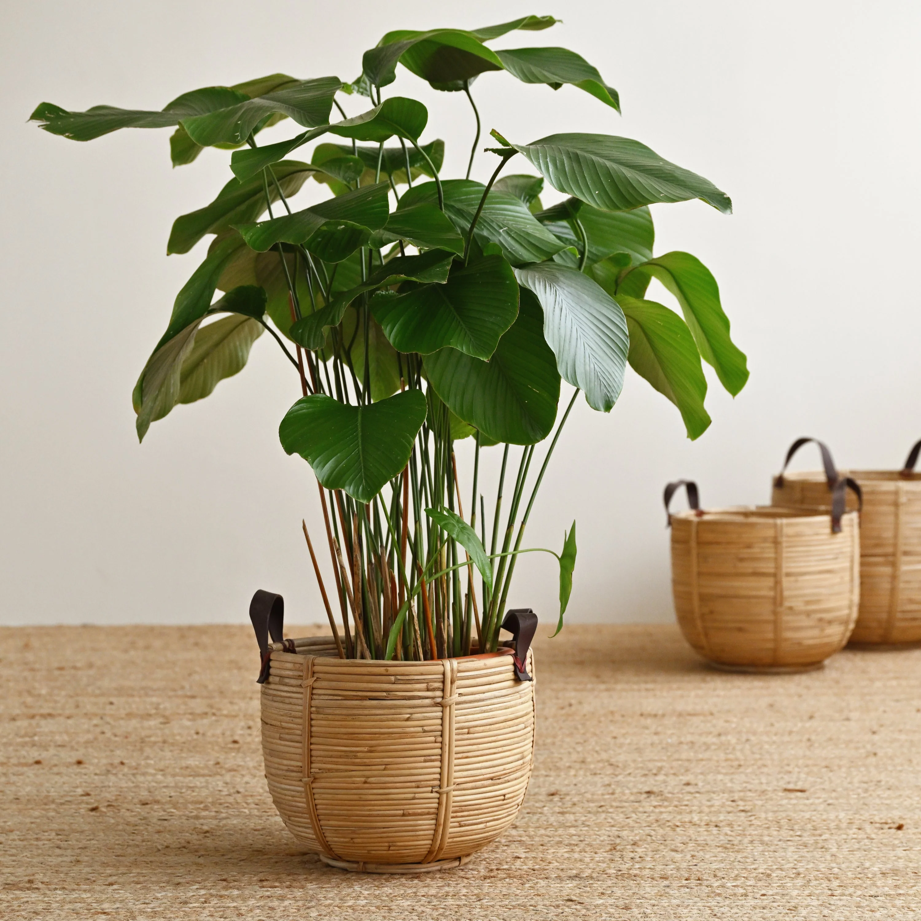 Seaside Rattan Basket with Handles - Image 5