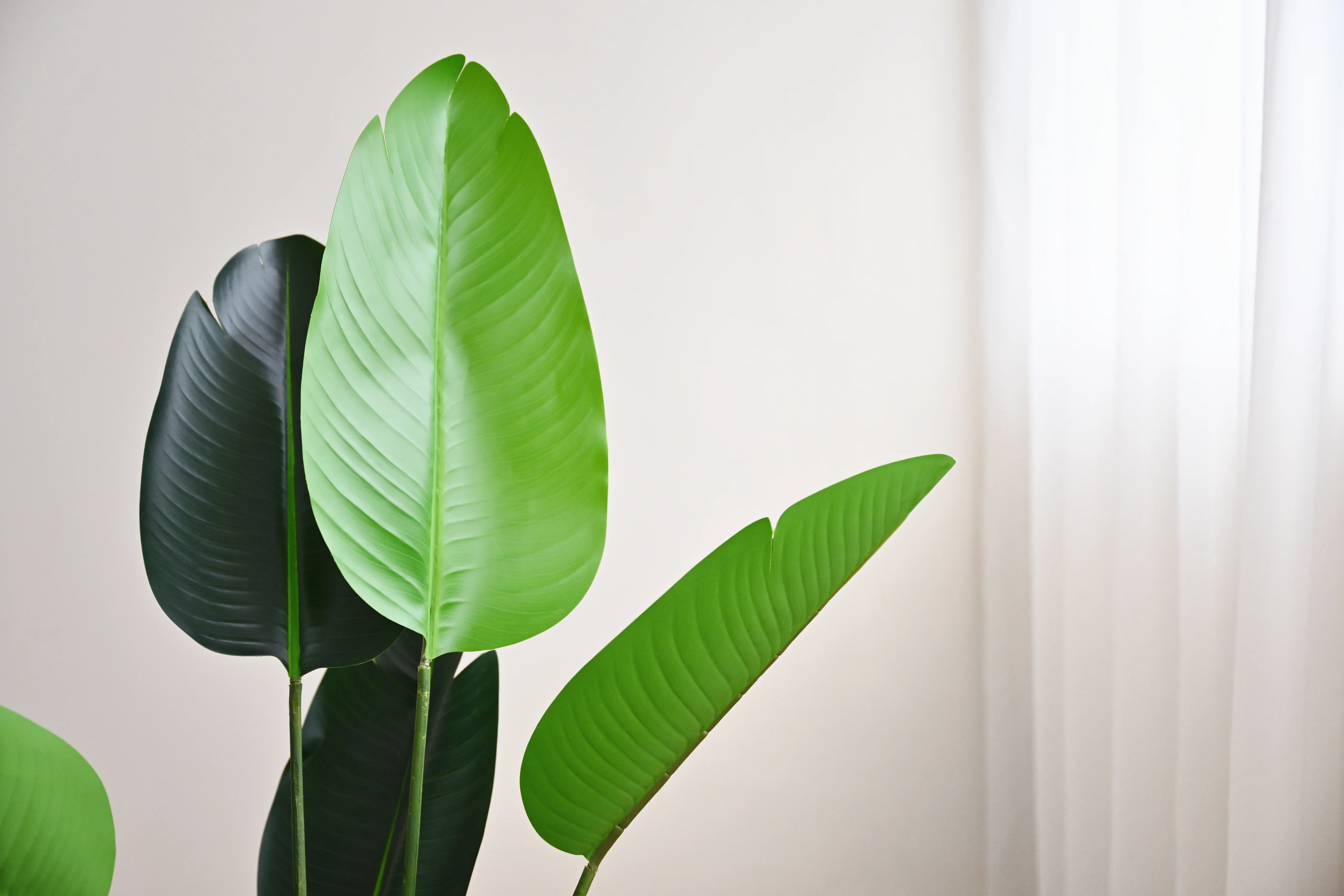 Travellers Palm Tree - Faux - Image 6