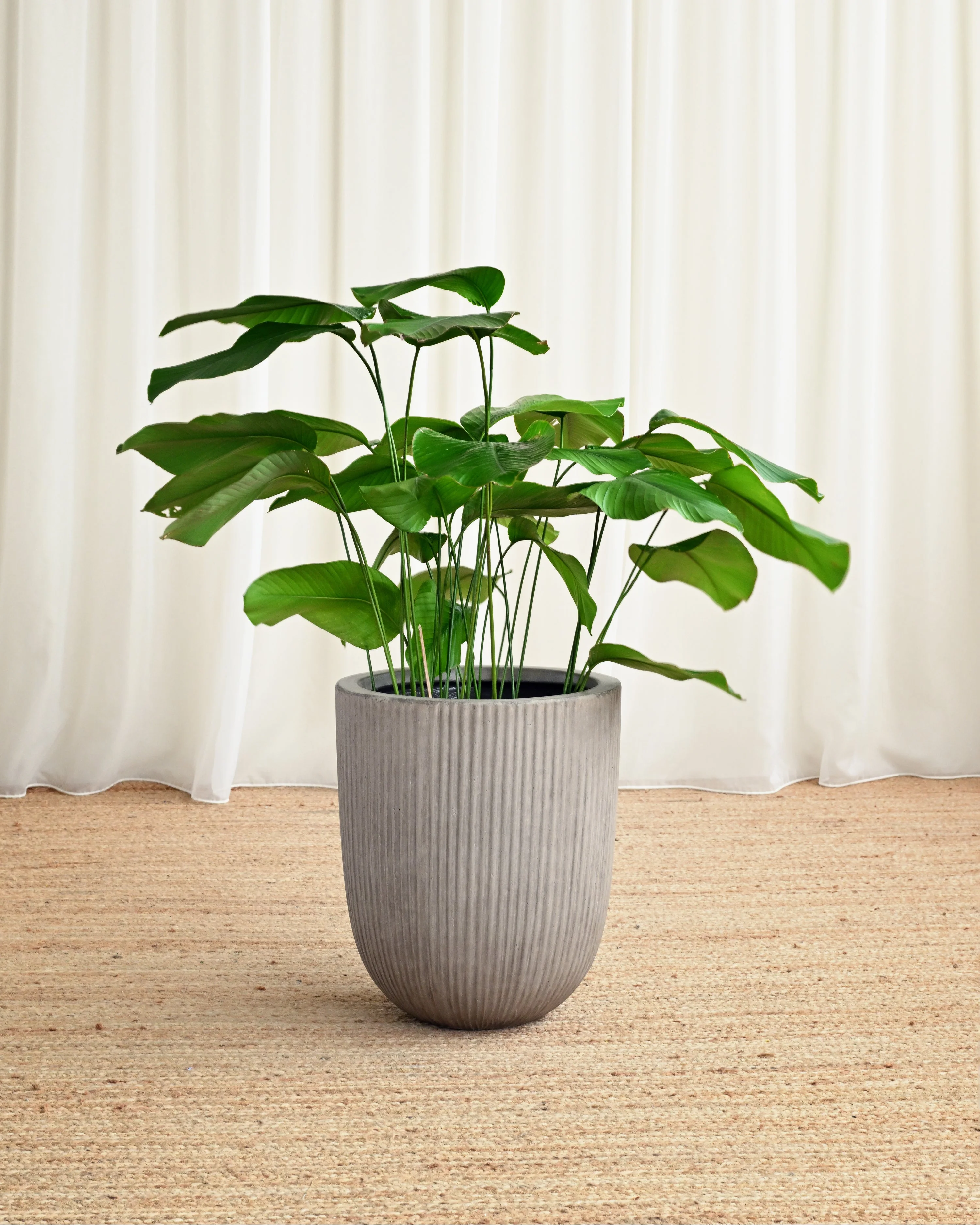 Vinh Concrete Pot - Maya - Image 3